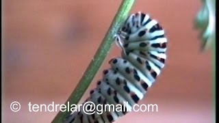 Une chenille de machaon se transforme en chrysalide [upl. by Ardeed]