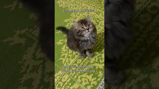 Cute Siberian Cat Kittens For Sale in Bangalore siberiancat siberian mumbai pune bengaluru goa [upl. by Unni]