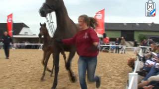 Stallion Lasino  Filly  Holstein Horse Breed [upl. by Arba]