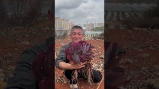 Wow amazing succulents grow ap so beautifulsucculent shortvideo echeveria garden successtips [upl. by Shank]