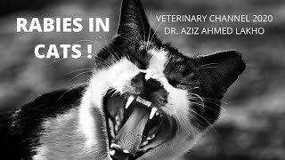 Rabies In Cats  Signs Of A Rabid Cat  Understanding Rabies In Cats [upl. by Parcel42]