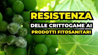 Resistenza delle Crittogame ai prodotti fitosanitari [upl. by Athalee827]