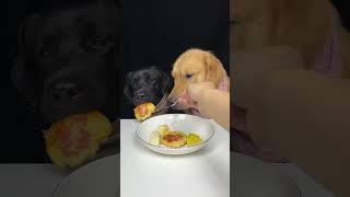 My Labrador Brother Is A Picky Eater Golden and Labrador Cute Pet Debut Plan [upl. by Nagaer]