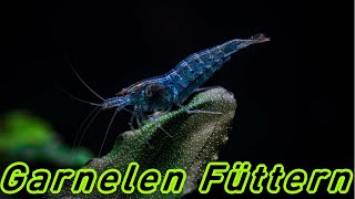 Garnelen füttern oder nicht 🦐 Zwerggarnelen Fütterung im Aquarium  Beste Futter für Neocaridina [upl. by Regnig]