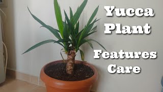 Yucca Plant Features and Care Useful Things [upl. by Nahpets]