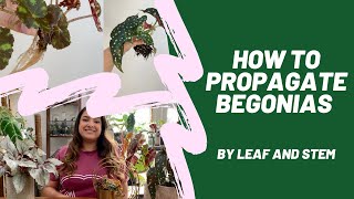 How to propagate Begonias by leaf and stem [upl. by Gasperoni]