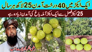 amla farming in Pakistan  avla ki kheti in Pakistan  Indian gooseberry farming in Pakistan [upl. by Scotti304]