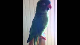 Blue crown conure talking [upl. by Murdoch]