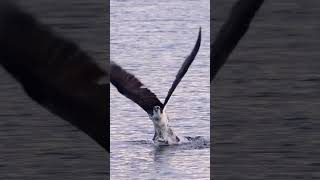 Hawk vs Eagle in a Thrilling Fish Hunt falcon predators birds [upl. by Lenette]