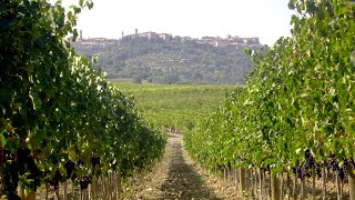 Vendemmia 2024 Montalcino annata d oro per Brunello e Rosso [upl. by Polak438]