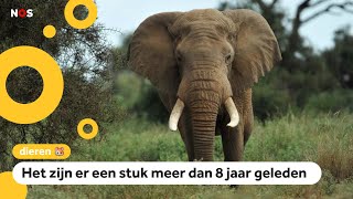 Goed nieuws Het gaat weer wat beter met olifanten in Afrika [upl. by Elexa]