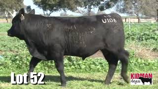 Lot 52 Kidman Angus Bull Sale 2024 [upl. by Helaine]