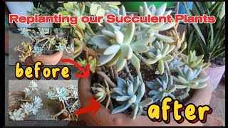 Replanting our Succulent plant dahil Di na sila maganda stressrelief plantlovers JenelynGAlejo [upl. by Goran]