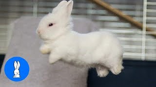 Baby Bunny Rabbits Binky  CUTEST Compilation [upl. by Eeliak451]