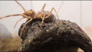 Very Active Egyptian Camel Spider Solifugae [upl. by Ellenuahs]