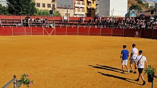 TOROS BRAVOS LLEGAN A LA PLAZA  ENCIERRO PERALES DE TAJUÑA AGOSTO 2024 [upl. by Hanley782]