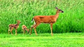 Momma Doe fawns go to the garden Whitetailed Deer herd [upl. by Aihtenak]