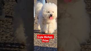 Bichon Frise Show [upl. by Anahcra]