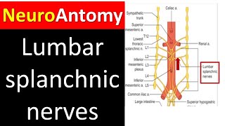 Lumbar Sympathetic System Exploring the Lumbar Splanchnic Nerves [upl. by Grinnell]