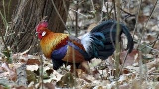 Red Jungle Fowl  Kanha  India [upl. by Averat]