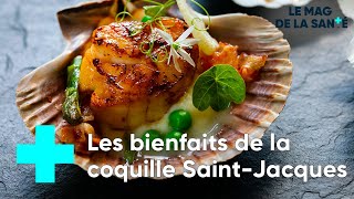 Coquilles SaintJacques  de la mer à votre assiette  Le Magazine de la Santé [upl. by Avonasac]