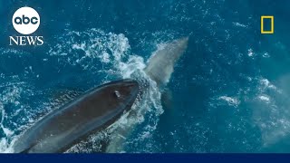 Orca takes down a great white shark on camera [upl. by Bautram832]