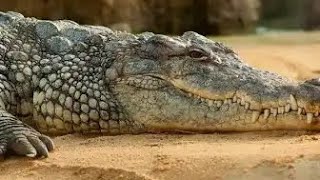 Plover Bird Came to Clean Crocodile’s Teeth [upl. by Hedaza]