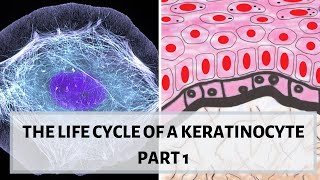 LIFE CYCLE OF A KERATINOCYTE PART 1 II Desmosomes hemidesmosomes cytokeratins [upl. by Jerusalem276]