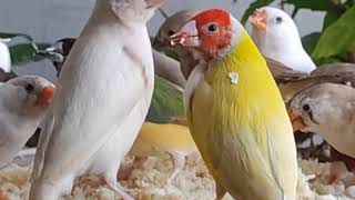 How to Breed Gouldian Finches in an Aviary Breeding Care and Diet for Finches [upl. by Wendye]