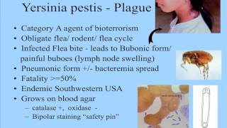 Bacteriology Part 2 [upl. by Crean]