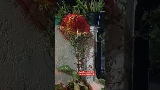 Happy Tulsi vivah💖♥️🙏🏻Devutani Ekadashi ki hardik shubhkamnaye💐💐🙏🏻🙏🏻viralvideo ytshortviralvideo [upl. by Ahker982]