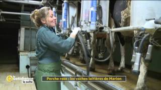 Perche Rose  Les vaches laitières de Marion  La Quotidienne la suite [upl. by Wickham]