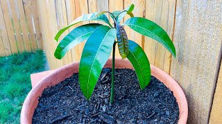 How To Grow A Mango Tree From Seed in 6 Weeks  EASY  Includes Time Lapse [upl. by Inobe]