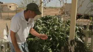 Aphids Control Aphids Naturally with Neem Oil  Sweet Corn Organic Nursery [upl. by Ladd]