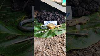 blackturmeric Kalihaldi karuppumanjal Karumanjal Nallapasupu blueturmeric plant 9325837843 [upl. by Epilef738]