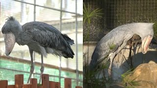 SHOEBILL STORK  THIS IS THE BEAUTIFUL BIRD [upl. by Citron]