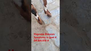 Hygroma Diseases Symptoms In animals DRBALVIR viralvideo bladderinfection calving [upl. by Rednael]