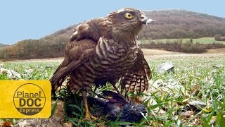 Sparrowhawk Hunting  Planet Doc Express Docs [upl. by Short]