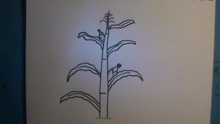 How to Draw a Cornstalk [upl. by Llenyt693]