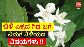 ಬಿಳಿ ಎಕ್ಕದ ಗಿಡ ಬಗ್ಗೆ ನಿಮಗೆ ತಿಳಿಯದ ವಿಷಯಗಳು   White Aak Plant Vastu in Kannada  YOYO TV Kannada [upl. by Mycah147]