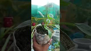 dahlias winter flowers plants favorite aesthetic garden hindi vlog shorts fyp transition [upl. by Apps83]