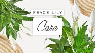 Peace Lily Plant Care 🌱 Tips  Tricks For Healthy Peace Lilies  COMPLETE Care Guide [upl. by Dnalsor]