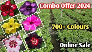 Biggest Adenium plant collection Wholesale  Arabicum Flower collection  Adenium grrafting seed [upl. by Akahs]