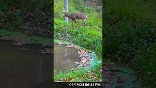 Do waterholes attract BUCKS deer outdoors hunting nature [upl. by Lenci]