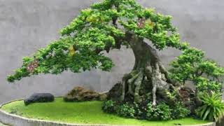 Bonsai sưu tầm 38  Những cây khế bonsai đẹp [upl. by Enilarac]