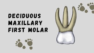 Deciduous Maxillary First Molar  Deciduous Tooth Morphology [upl. by Ardnahsal]