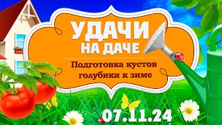 Удачи на даче Подготовка винограда и кустов голубики к зиме 07112024 [upl. by Etteinotna957]