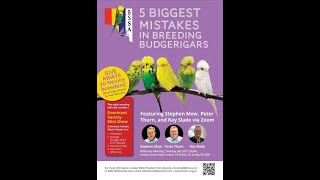 5 Biggest Mistakes in Breeding Exhibition Budgerigars [upl. by Eatnoj522]