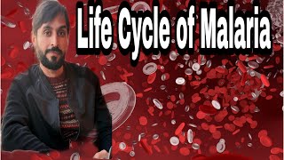 Malaria life cycle [upl. by Nivlad613]