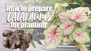 How to grow caladiums from bulbs  De eyeing caladium bulbs  Planting caladium [upl. by Trebornhoj133]